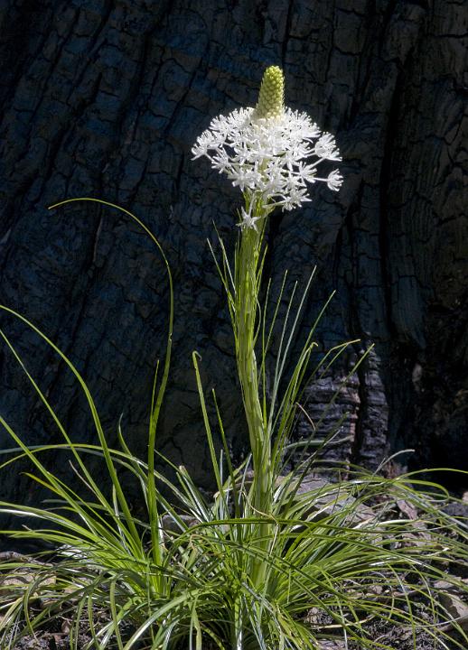 Beargrass,  Xerophyllum tenax.jpg